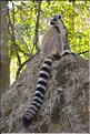 Les animaux du Parc d'Isalo (8). Ici les lémuriens Catta sont les plus nombreux