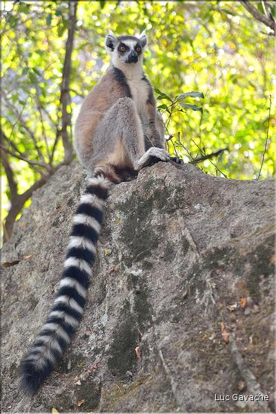 Les animaux du Parc d'Isalo (9). Ici les lémuriens Catta sont les plus nombreux