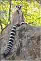 Les animaux du Parc d'Isalo (9). Ici les lémuriens Catta sont les plus nombreux
