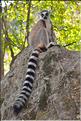 Les animaux du Parc d'Isalo (10). Ici les lémuriens Catta sont les plus nombreux