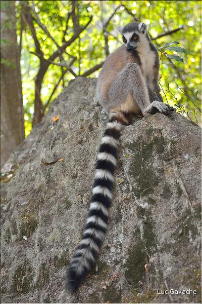 Les animaux du Parc d'Isalo (11). Ici les lémuriens Catta sont les plus nombreux