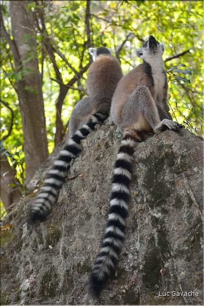 Les animaux du Parc d'Isalo (12). Ici les lémuriens Catta sont les plus nombreux