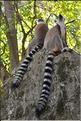 Les animaux du Parc d'Isalo (12). Ici les lémuriens Catta sont les plus nombreux