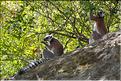 Les animaux du Parc d'Isalo (13). Ici les lémuriens Catta sont les plus nombreux