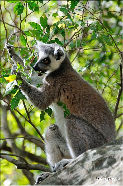 Les animaux du Parc d'Isalo (14). Ici les lémuriens Catta sont les plus nombreux