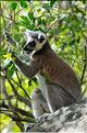 Les animaux du Parc d'Isalo (14). Ici les lémuriens Catta sont les plus nombreux