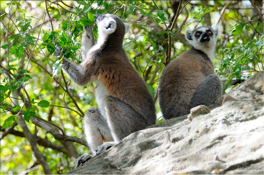 Les animaux du Parc d'Isalo (15). Ici les lémuriens Catta sont les plus nombreux