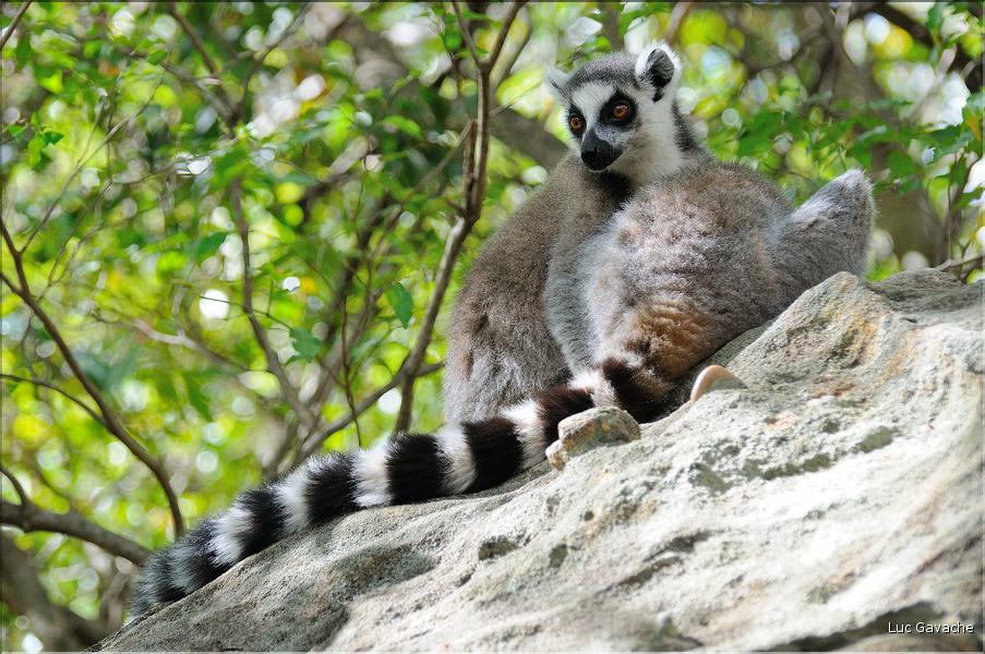 Les animaux du Parc d'Isalo (16). Ici les lémuriens Catta sont les plus nombreux