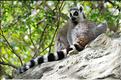 Les animaux du Parc d'Isalo (16). Ici les lémuriens Catta sont les plus nombreux