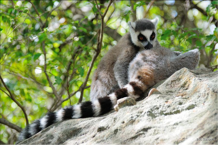 Les animaux du Parc d'Isalo (17). Ici les lémuriens Catta sont les plus nombreux