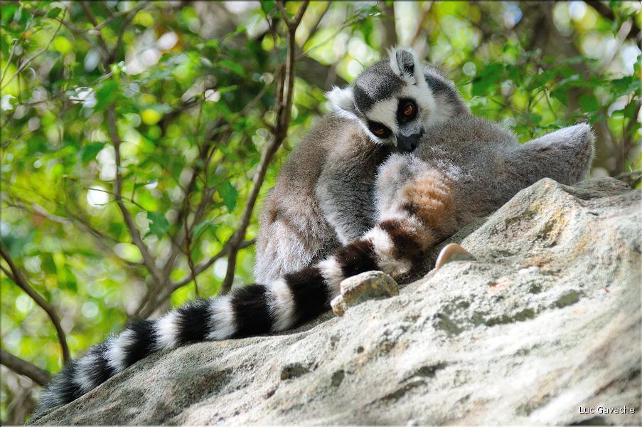 Les animaux du Parc d'Isalo (18). Ici les lémuriens Catta sont les plus nombreux