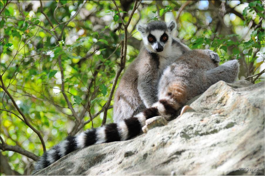 Les animaux du Parc d'Isalo (19). Ici les lémuriens Catta sont les plus nombreux