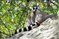Les animaux du Parc d'Isalo (19). Ici les lémuriens Catta sont les plus nombreux