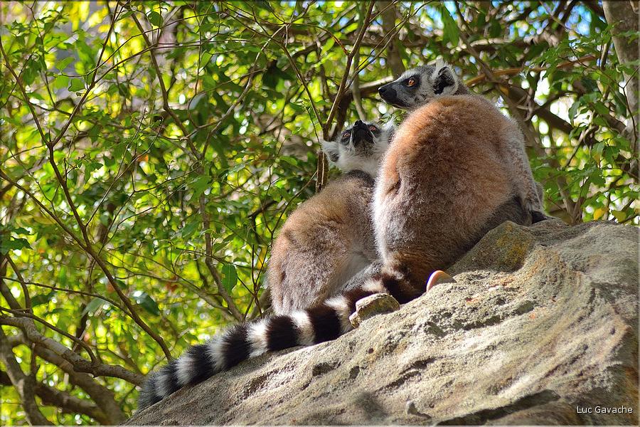 Les animaux du Parc d'Isalo (20). Ici les lémuriens Catta sont les plus nombreux