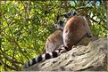 Les animaux du Parc d'Isalo (20). Ici les lémuriens Catta sont les plus nombreux