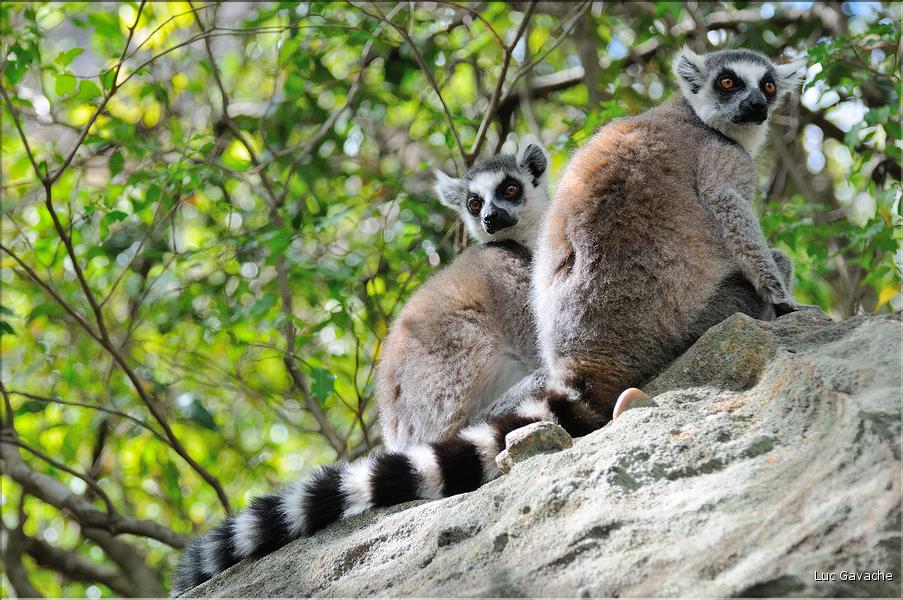 Les animaux du Parc d'Isalo (21). Ici les lémuriens Catta sont les plus nombreux
