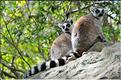 Les animaux du Parc d'Isalo (21). Ici les lémuriens Catta sont les plus nombreux