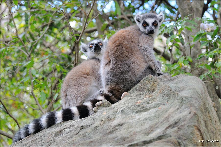 Les animaux du Parc d'Isalo (22). Ici les lémuriens Catta sont les plus nombreux