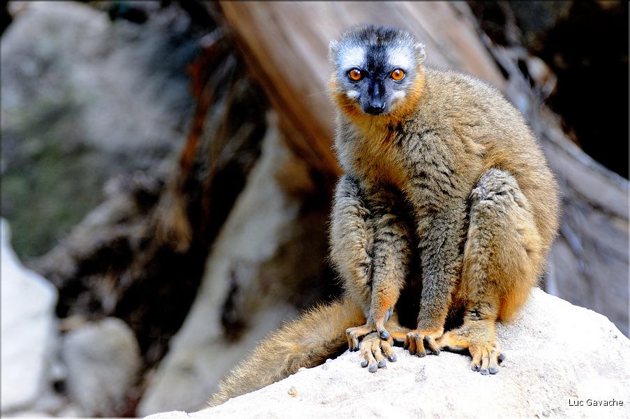 Les animaux du Parc d'Isalo (23). Ici le lémurien eulemur rufifrons