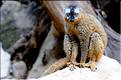 Les animaux du Parc d'Isalo (23). Ici le lémurien eulemur rufifrons