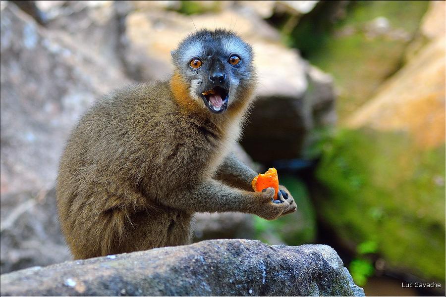 Les animaux du Parc d'Isalo (24). Ici le lémurien eulemur rufifrons