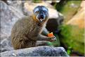 Les animaux du Parc d'Isalo (24). Ici le lémurien eulemur rufifrons