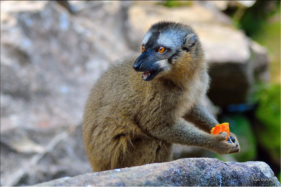 Les animaux du Parc d'Isalo (25). Ici le lémurien eulemur rufifrons