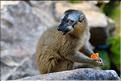 Les animaux du Parc d'Isalo (25). Ici le lémurien eulemur rufifrons