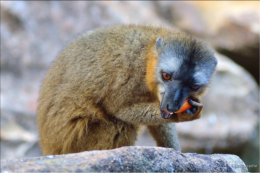 Les animaux du Parc d'Isalo (26). Ici le lémurien eulemur rufifrons