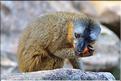 Les animaux du Parc d'Isalo (26). Ici le lémurien eulemur rufifrons