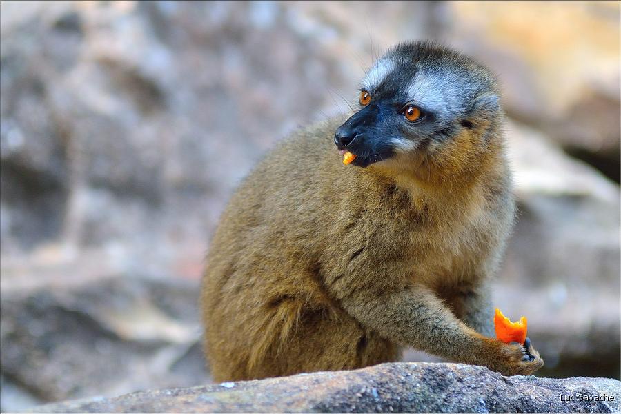 Les animaux du Parc d'Isalo (27). Ici le lémurien eulemur rufifrons