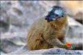 Les animaux du Parc d'Isalo (27). Ici le lémurien eulemur rufifrons