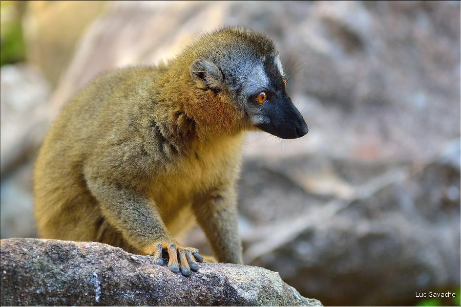 Les animaux du Parc d'Isalo (28). Ici le lémurien eulemur rufifrons
