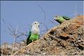 Les animaux du Parc d'Isalo (29) Quelques oiseaux