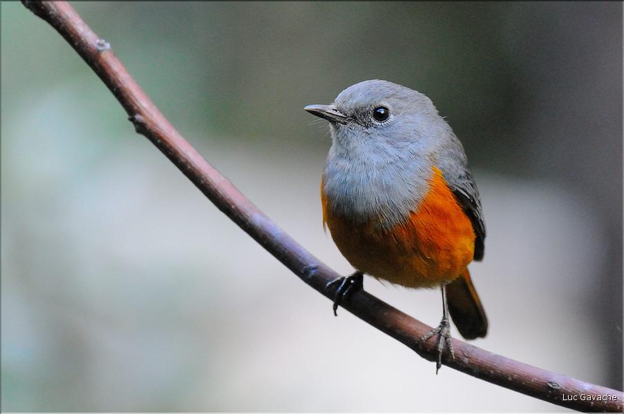 Les animaux du Parc d'Isalo (30) Quelques oiseaux