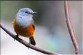 Les animaux du Parc d'Isalo (31) Quelques oiseaux