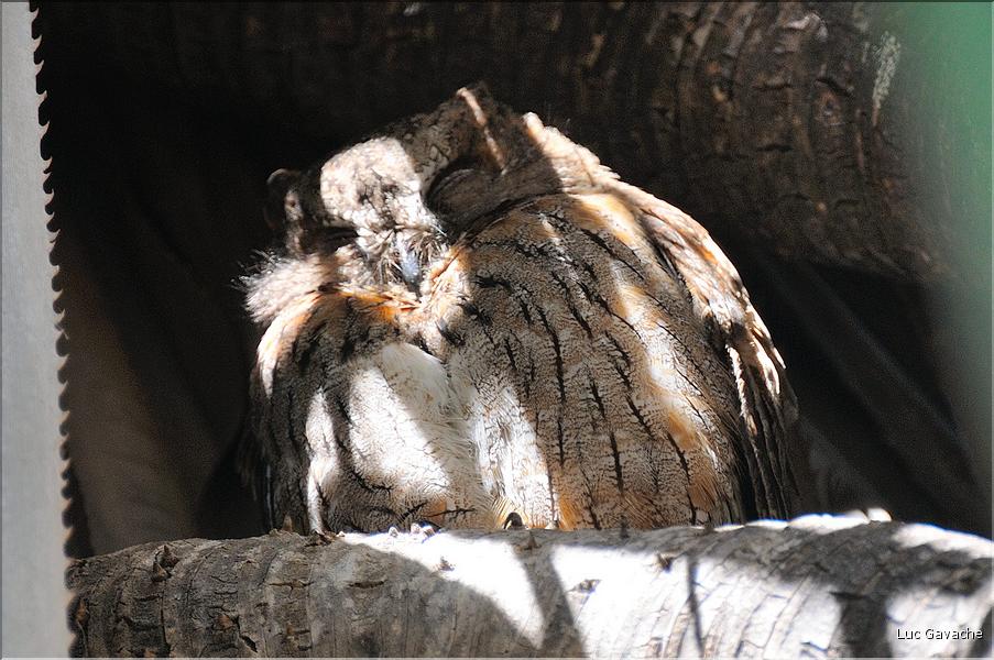 Les animaux du Parc d'Isalo (32) Quelques oiseaux