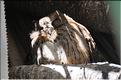 Les animaux du Parc d'Isalo (32) Quelques oiseaux