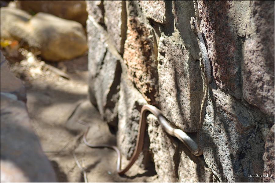 Les animaux du Parc d'Isalo (34) Ici un serpent