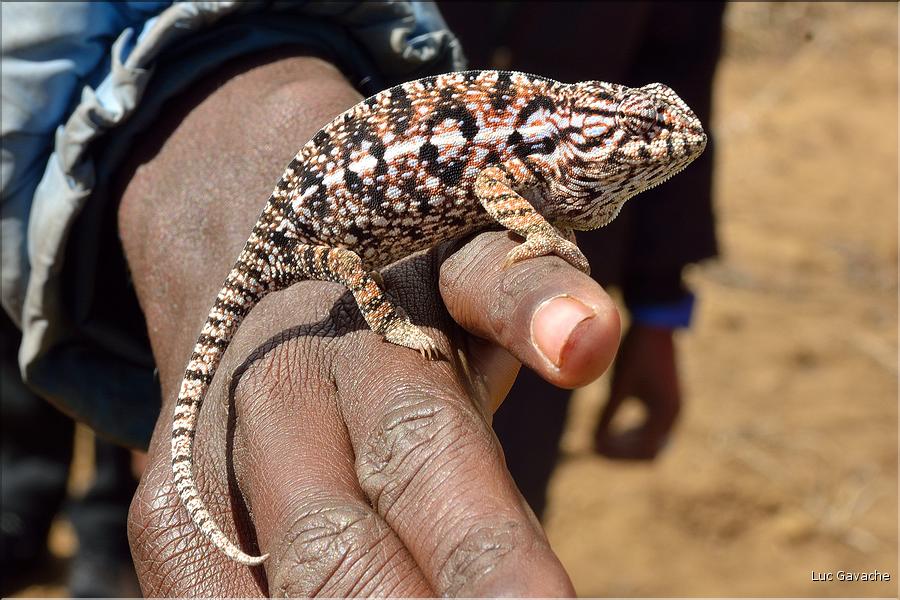 La réserve d'Anja abrite différentes espèces de caméléons. A noter que sur 150 espèces connues, près de la moitié vit à Madagascar (1)