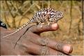 La réserve d'Anja abrite différentes espèces de caméléons. A noter que sur 150 espèces connues, près de la moitié vit à Madagascar (2)