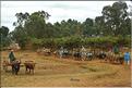 Scènes de vie et paysages sur la route entre Antsirabe et Antananarivo (22)