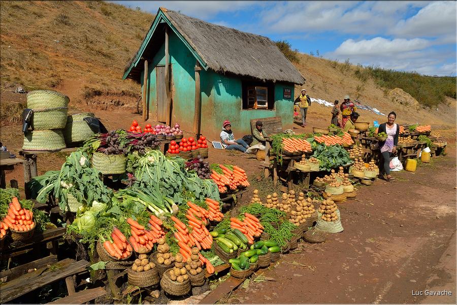 La richesse des terres entre Antsirabe et Antananarivo concentre d'importantes cultures maraîchères. (1)