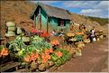 La richesse des terres entre Antsirabe et Antananarivo concentre d'importantes cultures maraîchères. (1)