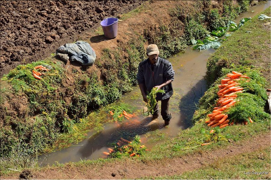 La richesse des terres entre Antsirabe et Antananarivo concentre d'importantes cultures maraîchères. (3)