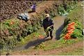 La richesse des terres entre Antsirabe et Antananarivo concentre d'importantes cultures maraîchères. (3)