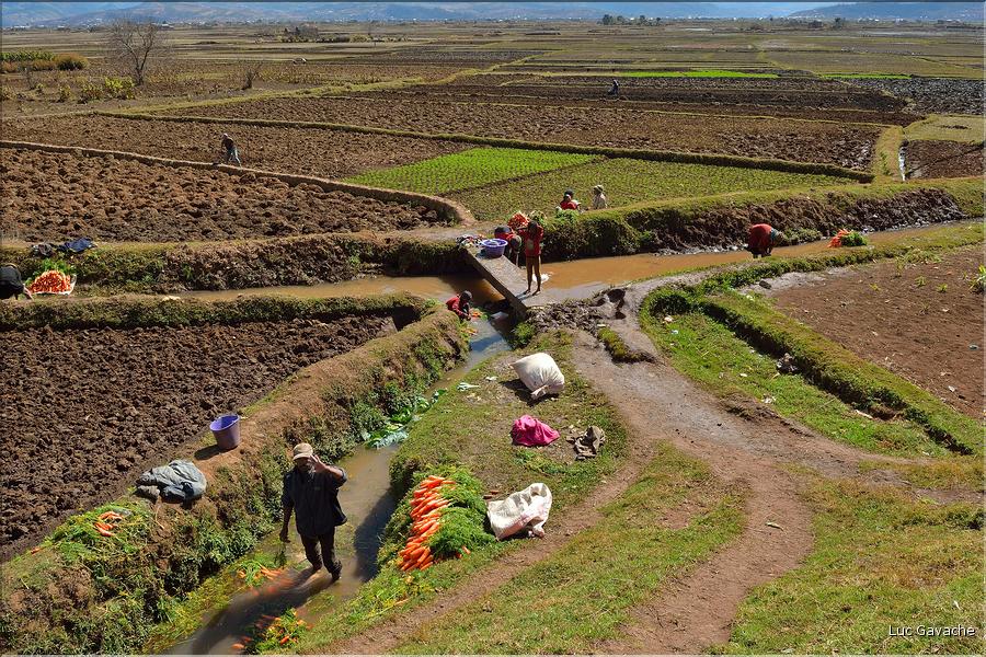 La richesse des terres entre Antsirabe et Antananarivo concentre d'importantes cultures maraîchères. (4)