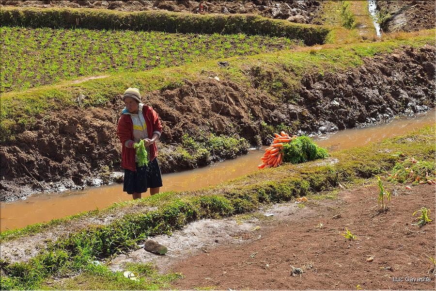 La richesse des terres entre Antsirabe et Antananarivo concentre d'importantes cultures maraîchères. (5)