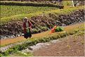 La richesse des terres entre Antsirabe et Antananarivo concentre d'importantes cultures maraîchères. (5)