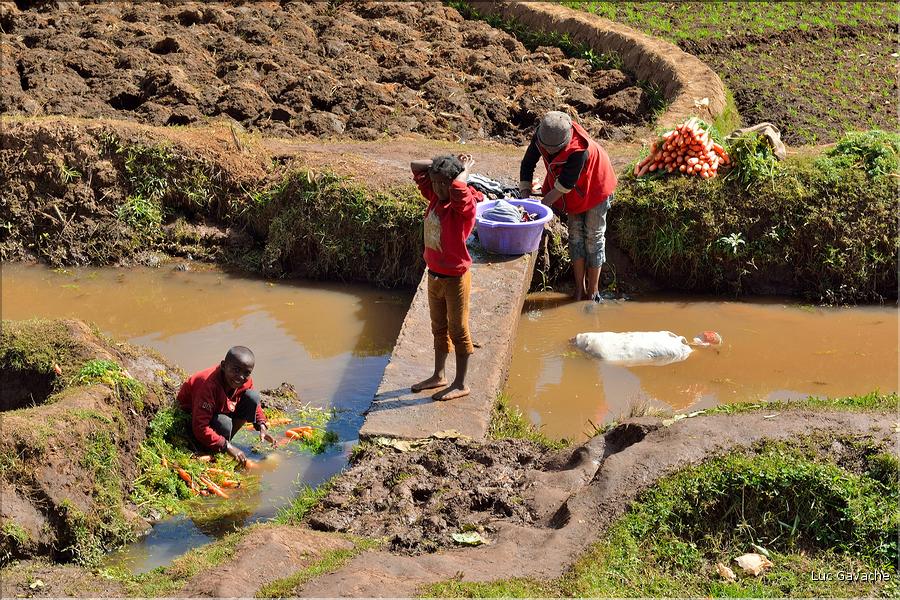 La richesse des terres entre Antsirabe et Antananarivo concentre d'importantes cultures maraîchères. (6)